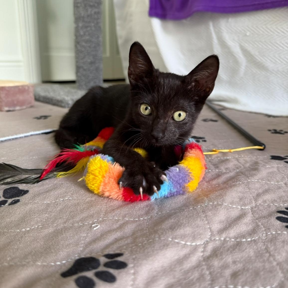 Lafayette, a Adopted Domestic Short Hair in New Orleans, LA image 5/6