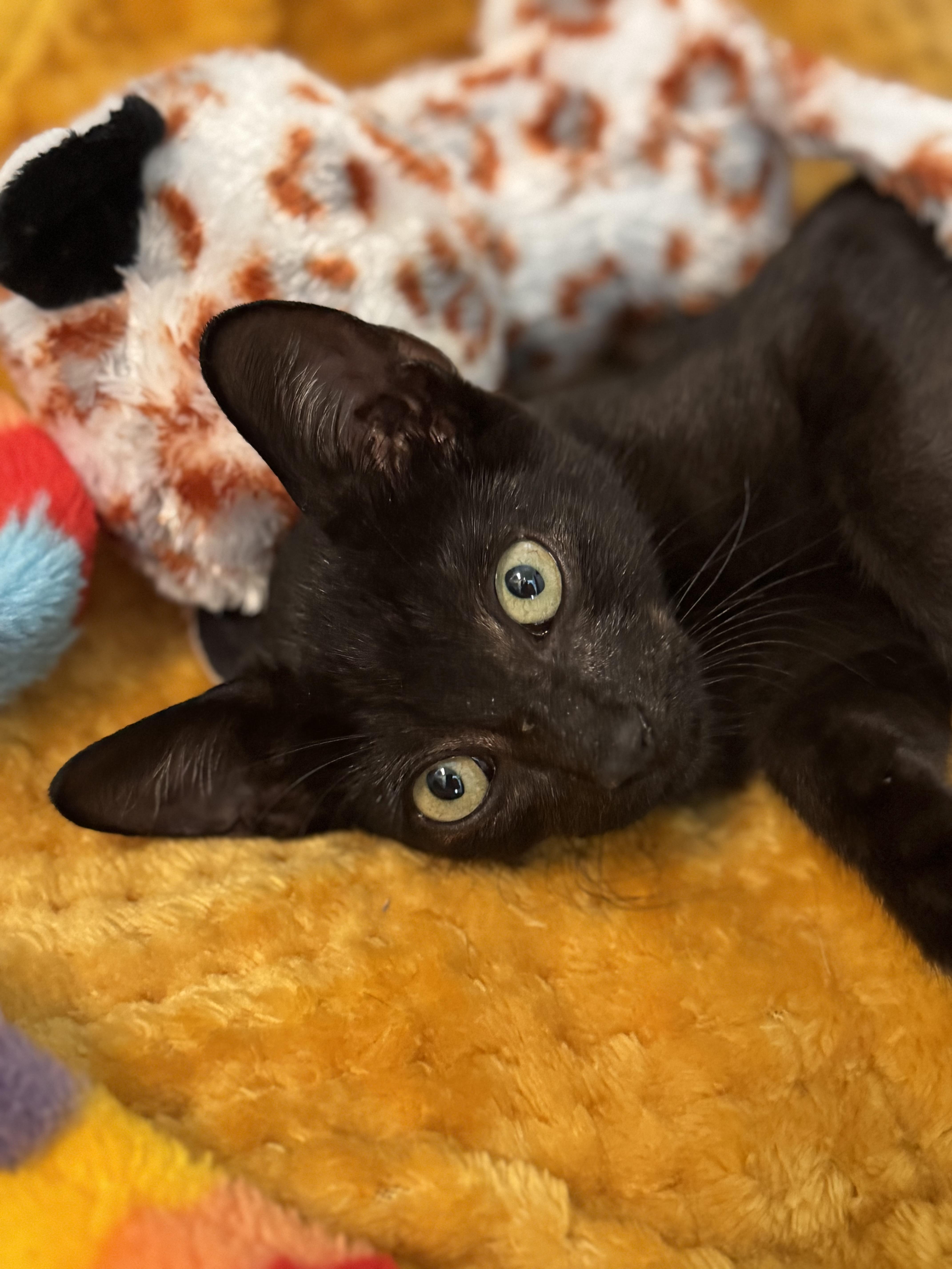 Lafayette, a Adopted Domestic Short Hair in New Orleans, LA image 3/6