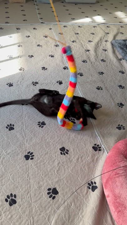 Enlarge Lafayette, a Adopted Domestic Short Hair in New Orleans, LA video 4/6