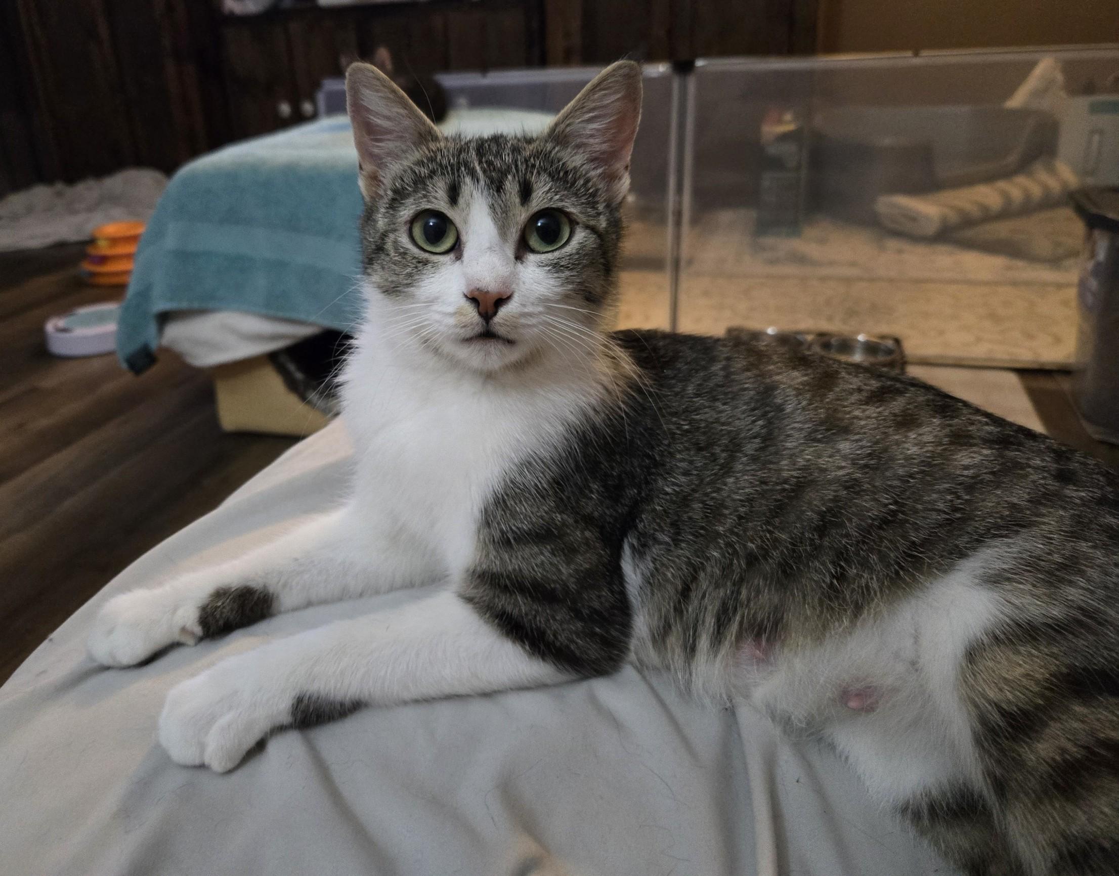 Lettie, Adoptable, Adult Female Domestic Short Hair.