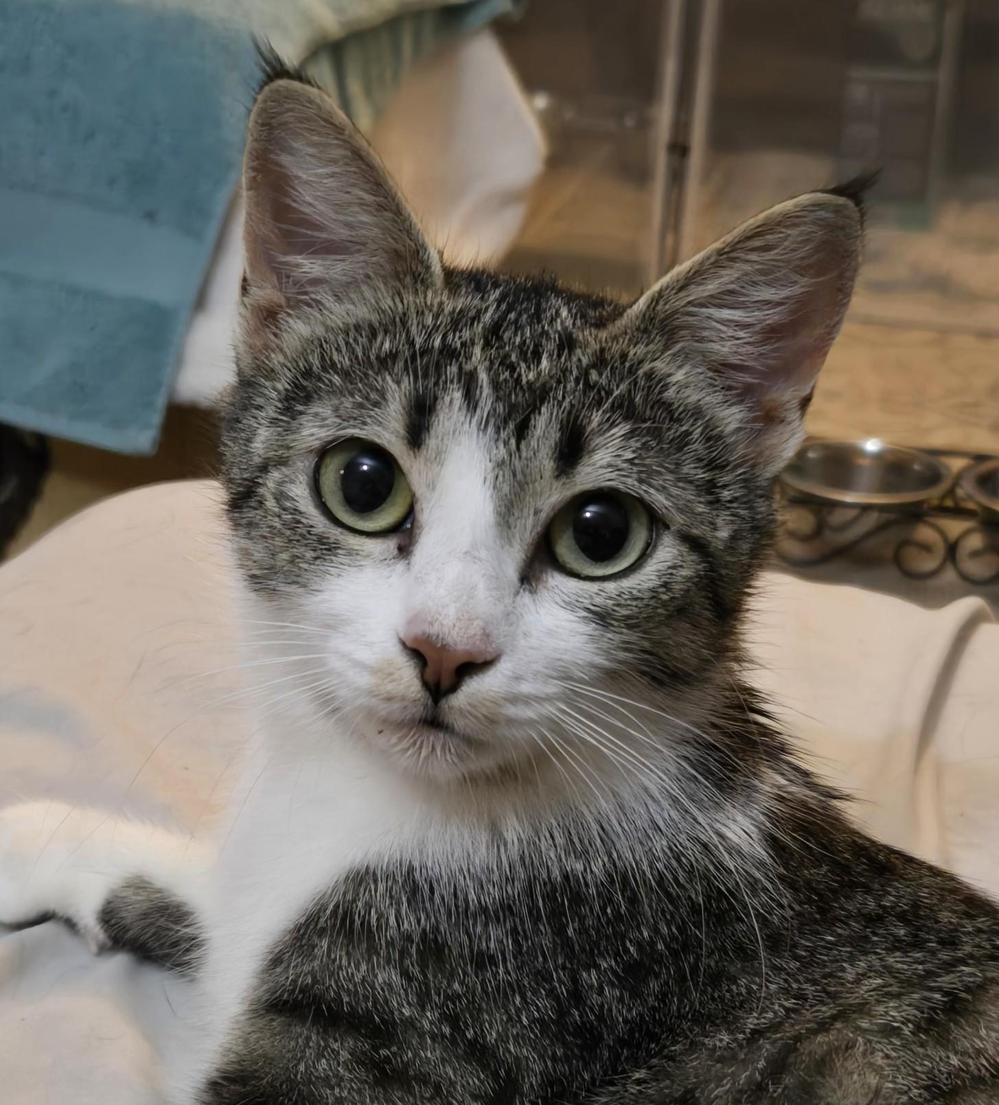 Lettie, a Adoptable Domestic Short Hair image 2/2