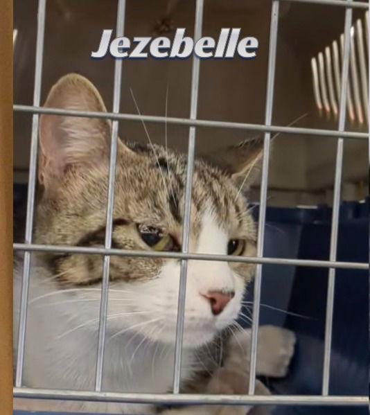 Jezebel, Adoptable, Adult Female Domestic Short Hair.