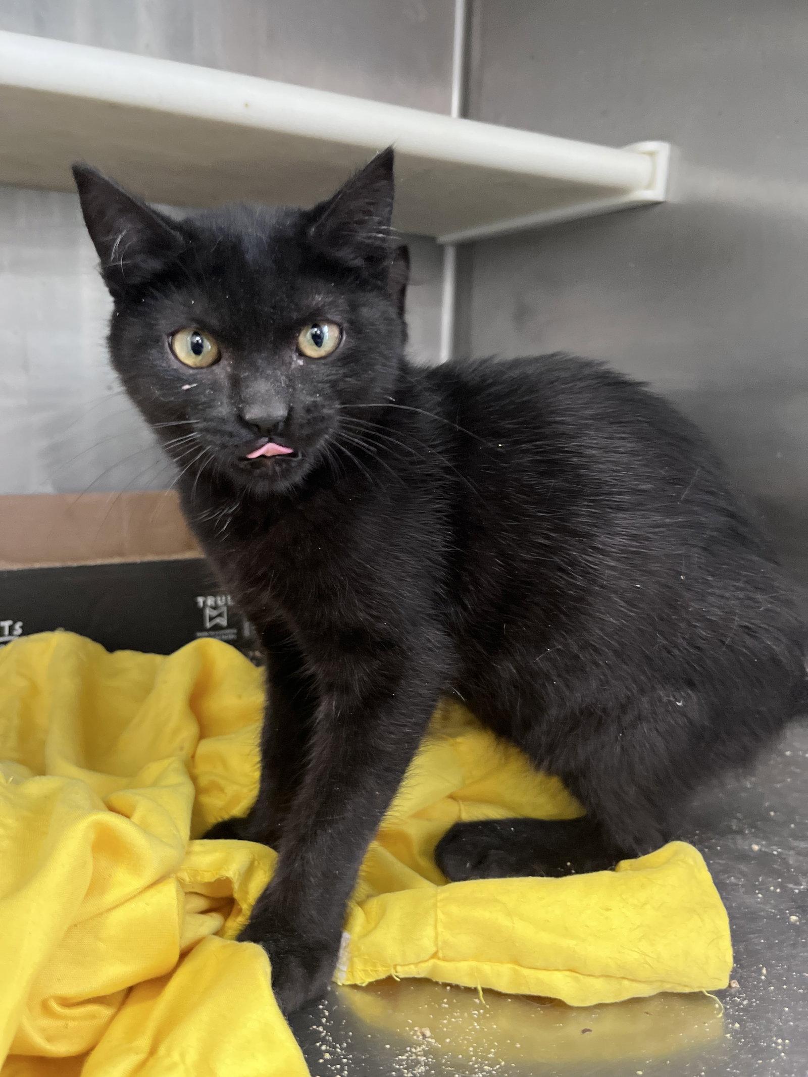 Enlarge Link (cat), a Adoptable Domestic Short Hair in Carrollton, GA image 1/3