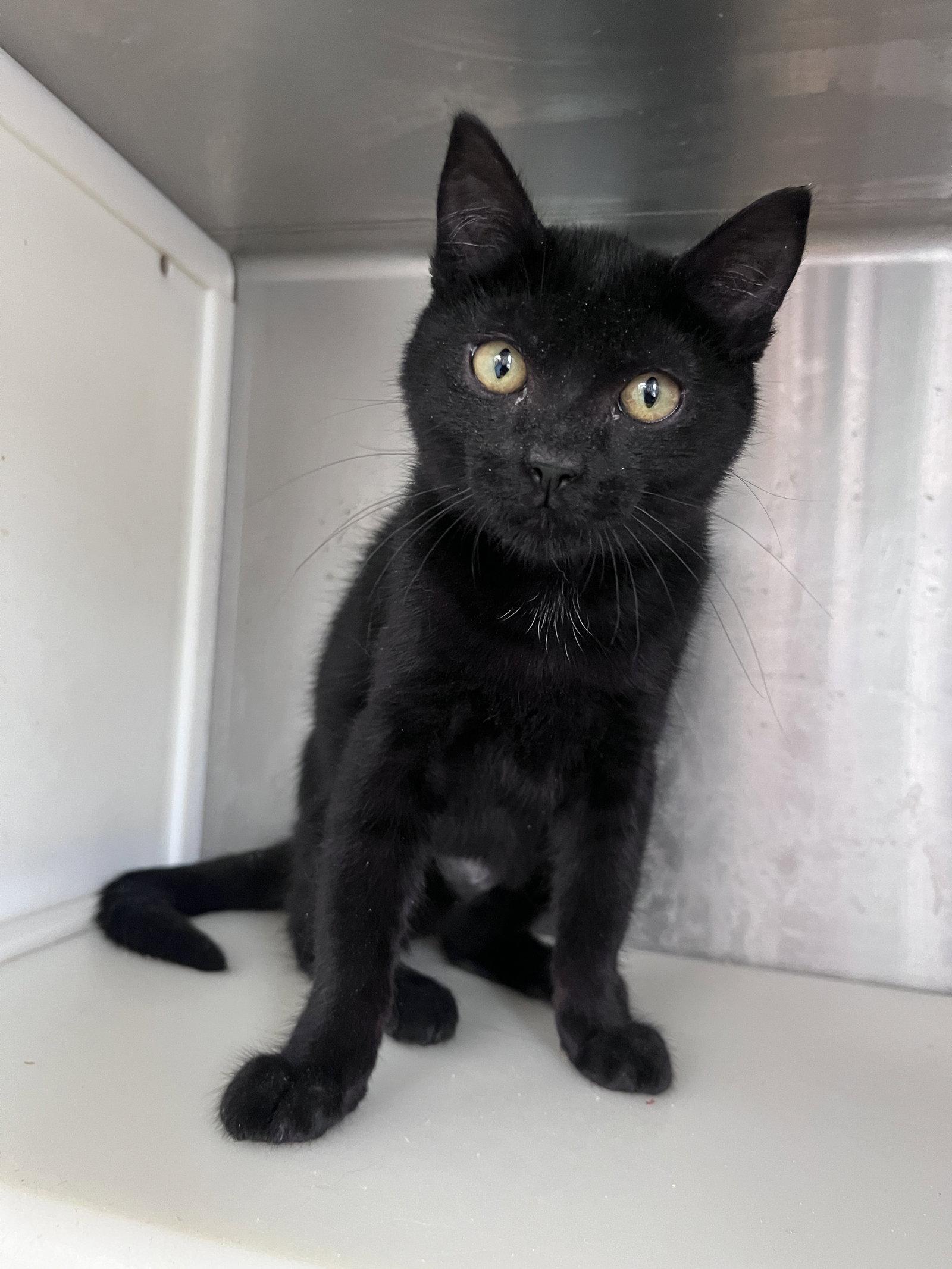 Enlarge Link (cat), a Adoptable Domestic Short Hair in Carrollton, GA image 2/3