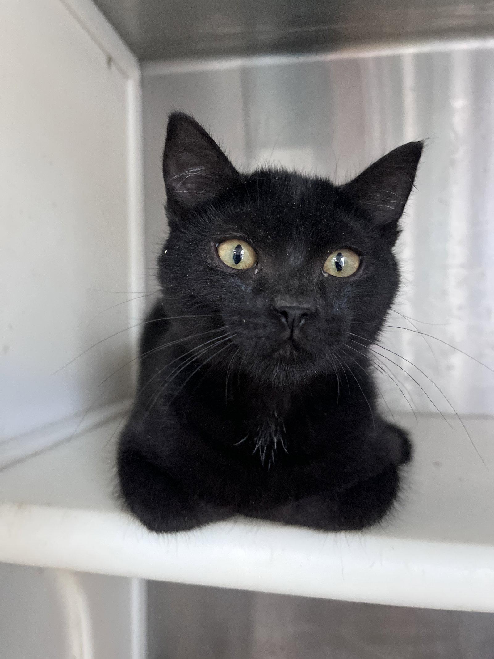Enlarge Link (cat), a Adoptable Domestic Short Hair in Carrollton, GA image 3/3