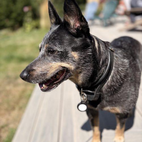 Enlarge Beverly, a Adoptable Australian Cattle Dog / Blue Heeler in Vashon Island, WA image 1/5