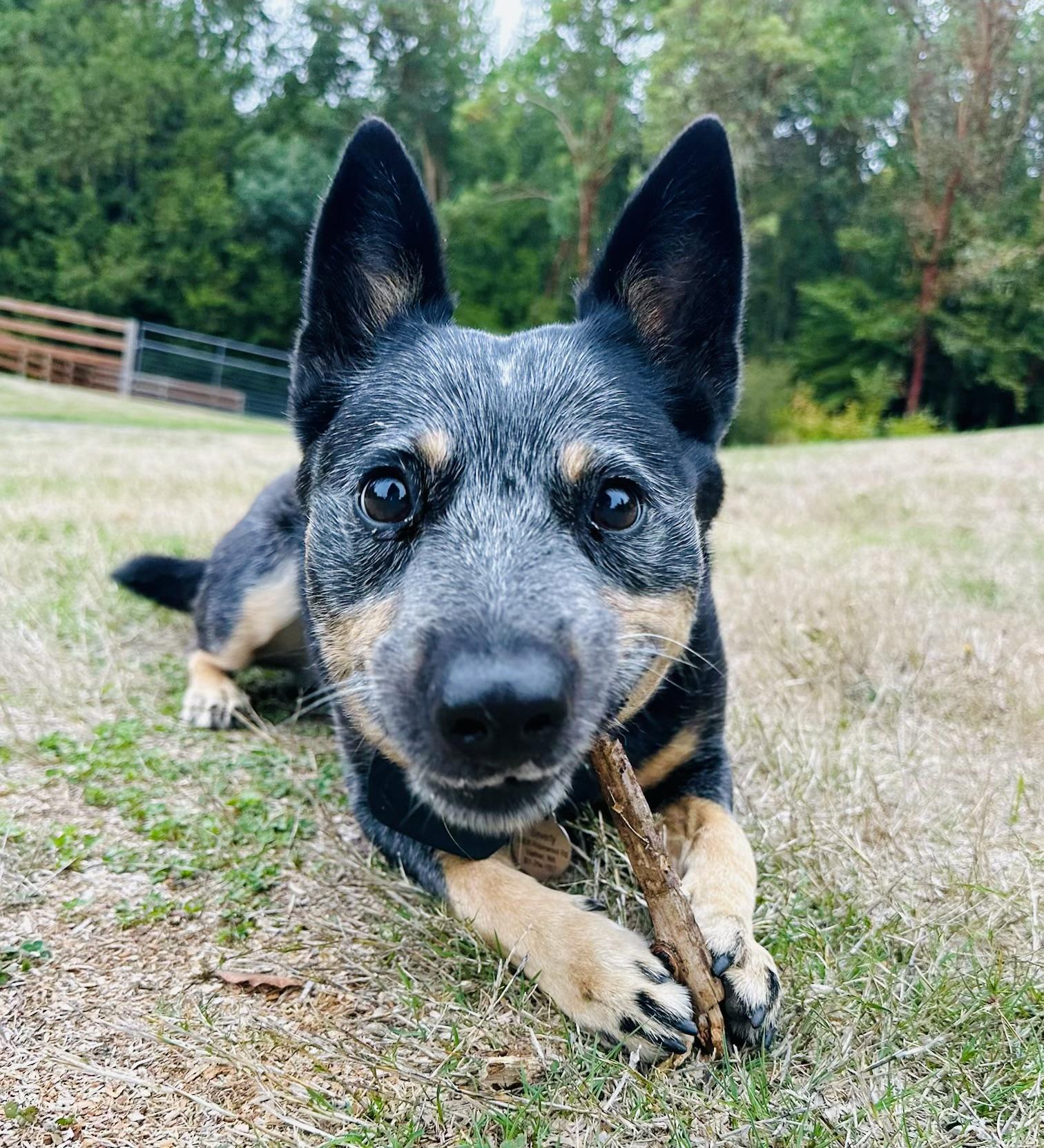 Enlarge Beverly, a Adoptable Australian Cattle Dog / Blue Heeler in Vashon Island, WA image 2/5