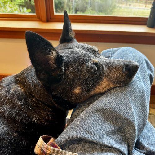 Enlarge Beverly, a Adoptable Australian Cattle Dog / Blue Heeler in Vashon Island, WA image 3/5