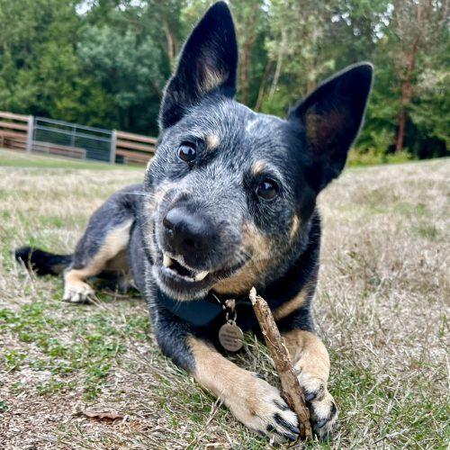 Enlarge Beverly, a Adoptable Australian Cattle Dog / Blue Heeler in Vashon Island, WA image 4/5