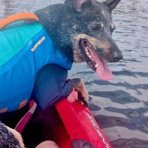 Enlarge Beverly, a Adoptable Australian Cattle Dog / Blue Heeler in Vashon Island, WA image 5/5