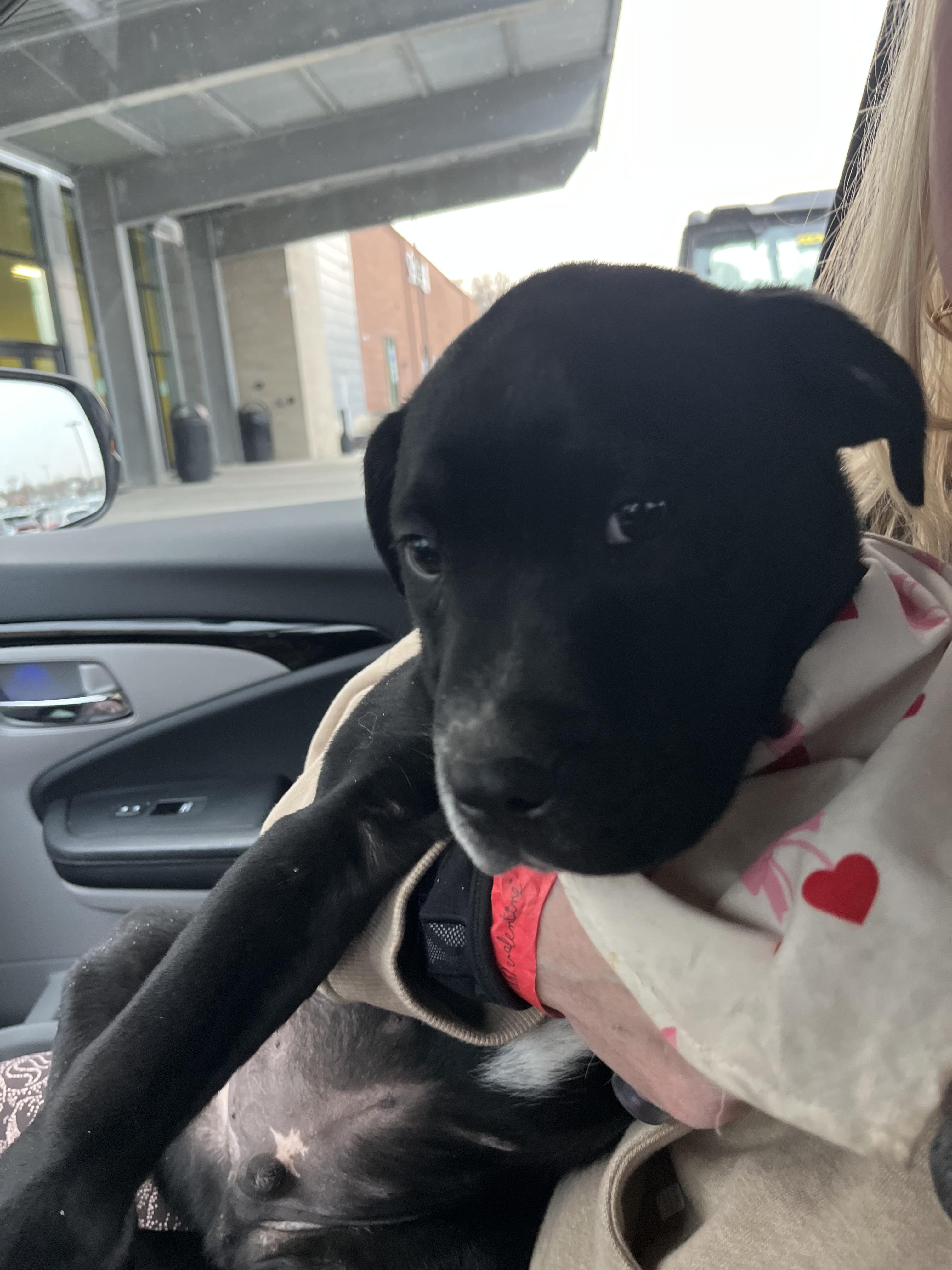 Enlarge Jack, a Adoptable Mixed Breed in Miamitown, OH image 2/3