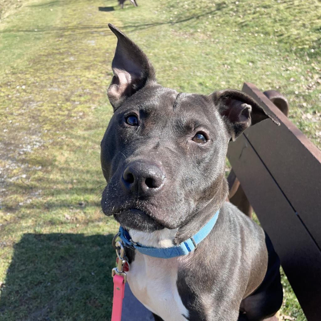 Enlarge Yogi, a Adoptable Mixed Breed in Pittsburgh, PA image 1/6