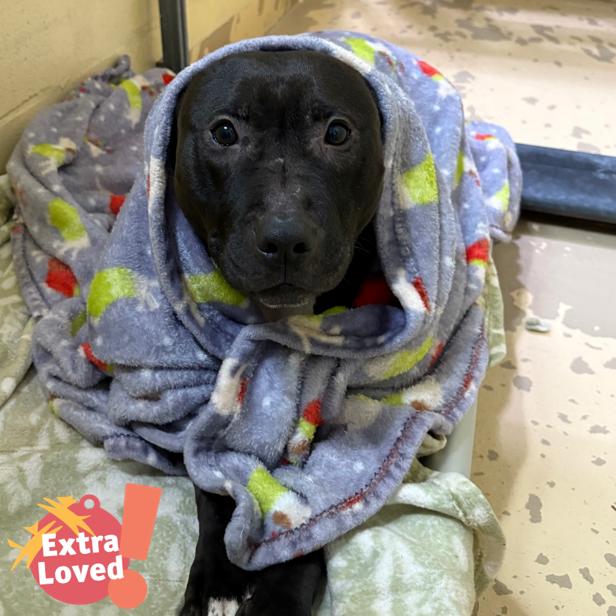 Enlarge Yogi, a Adoptable Mixed Breed in Pittsburgh, PA image 2/6