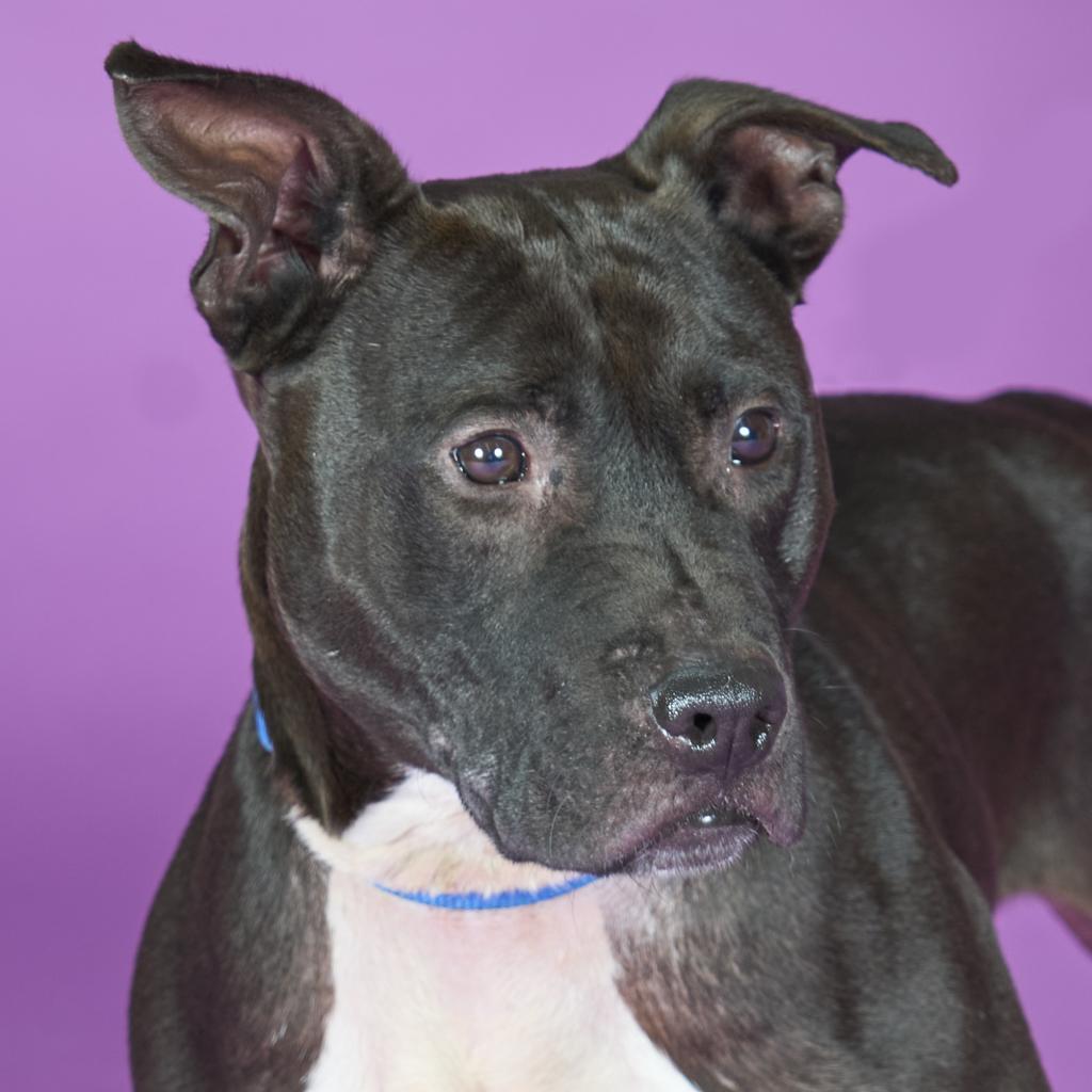 Enlarge Yogi, a Adoptable Mixed Breed in Pittsburgh, PA image 3/6