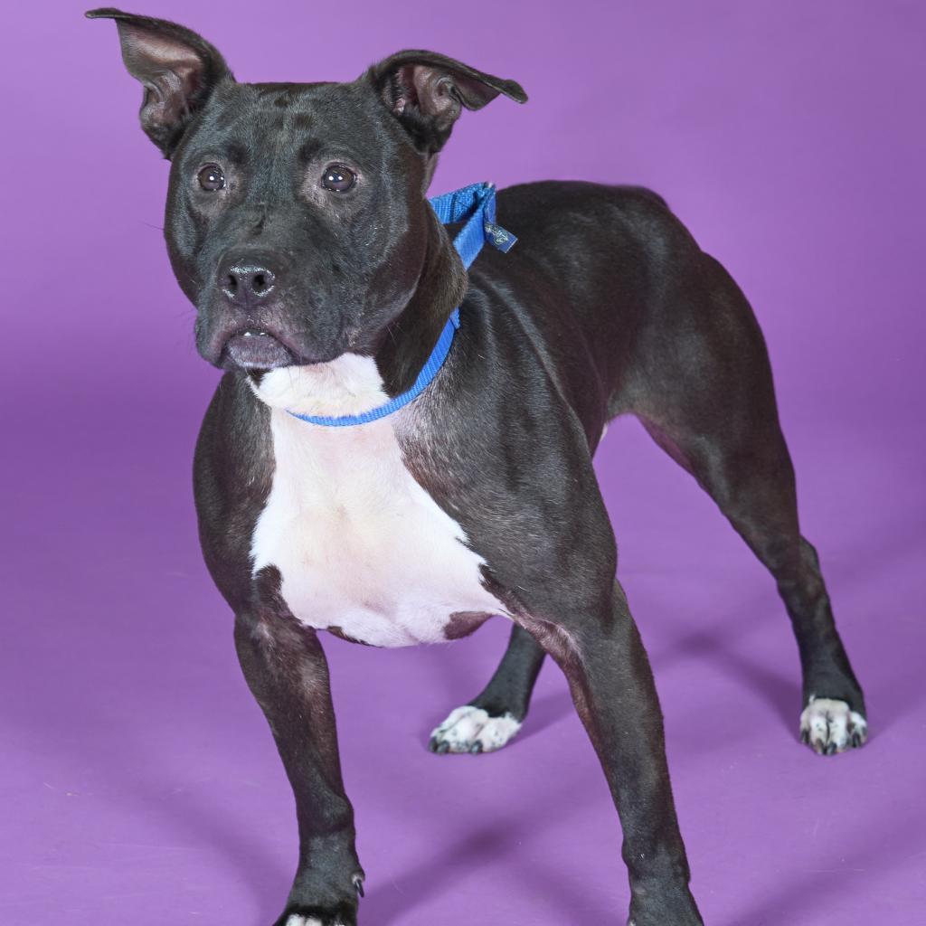 Enlarge Yogi, a Adoptable Mixed Breed in Pittsburgh, PA image 4/6