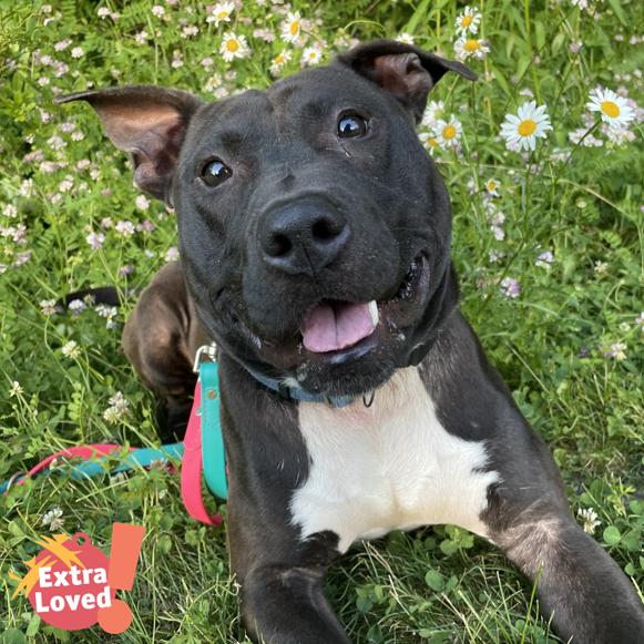 Enlarge Yogi, a Adoptable Mixed Breed in Pittsburgh, PA image 5/6