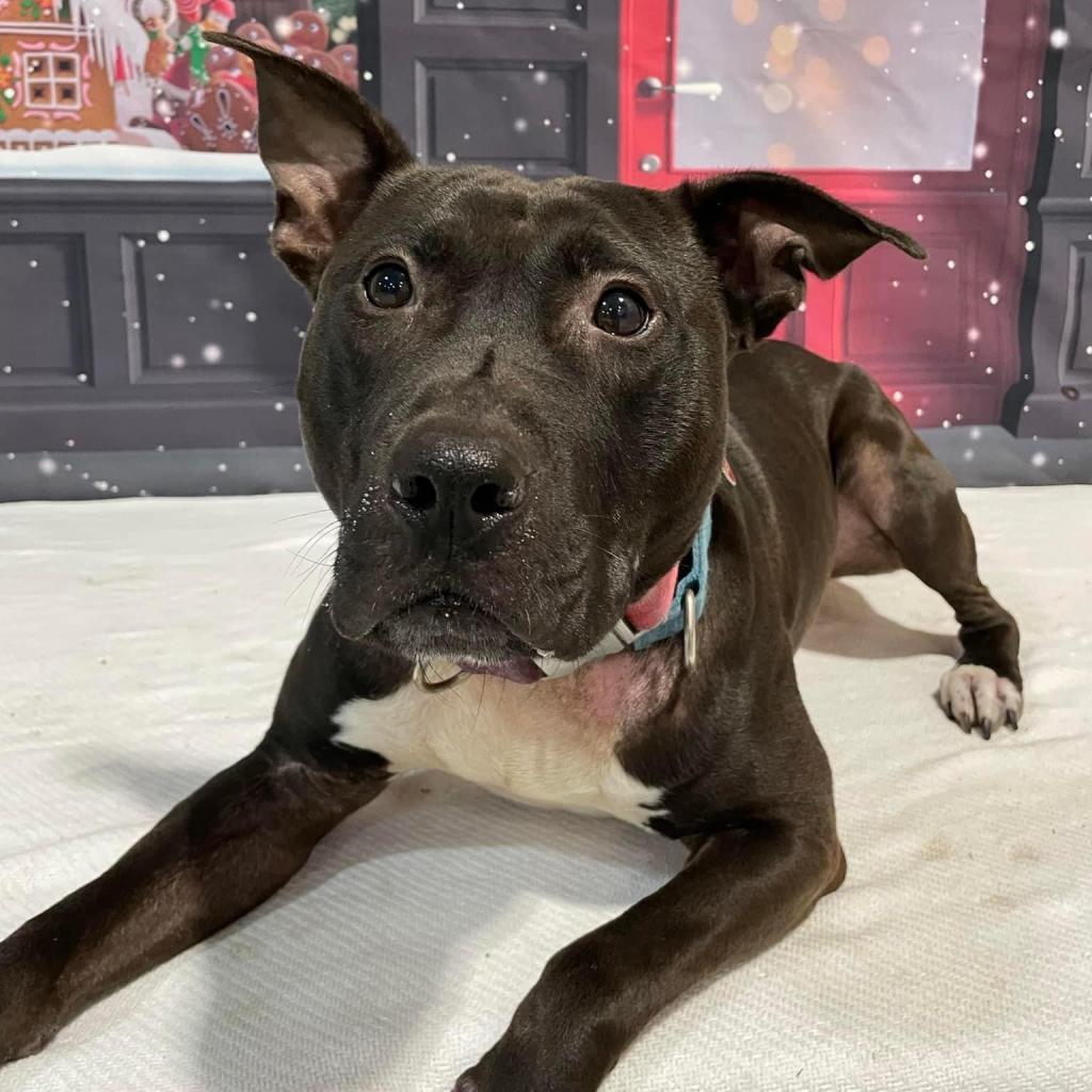 Enlarge Yogi, a Adoptable Mixed Breed in Pittsburgh, PA image 6/6