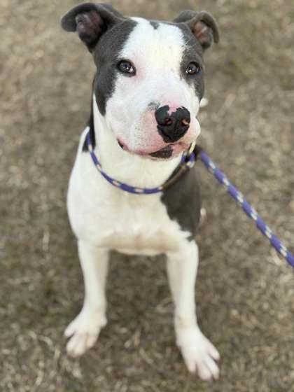 Enlarge Dogatron, a Adoptable mixed breed in Memphis, TN image 1/3