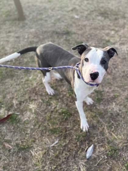 Enlarge Dogatron, a Adoptable mixed breed in Memphis, TN image 2/3