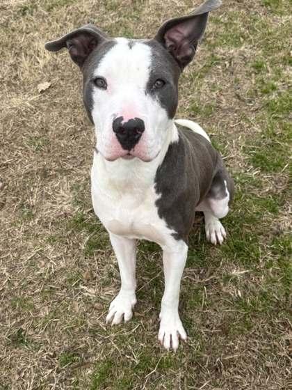 Dogatron, Adoptable, Young Male Mixed Breed & Mixed Breed.