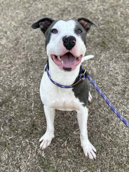 Enlarge Dogatron, a Adoptable mixed breed in Memphis, TN image 3/3