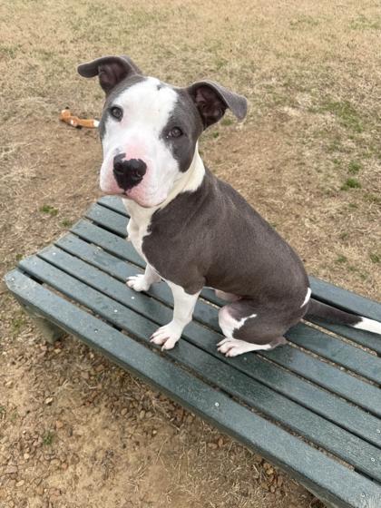 Enlarge Dogatron, a Adoptable mixed breed in Memphis, TN image 2/3