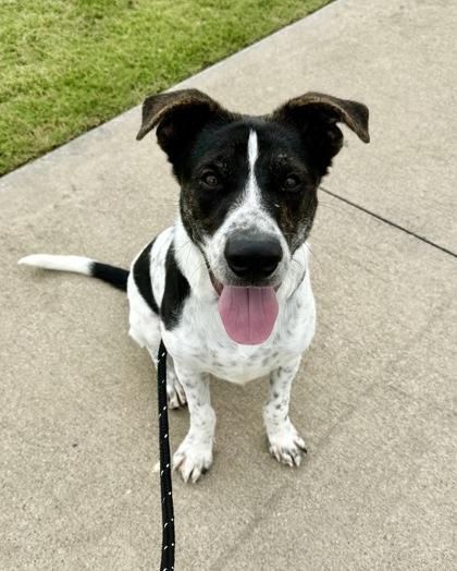 Oreo, Adoptable, Young Male Pointer & Mixed Breed.
