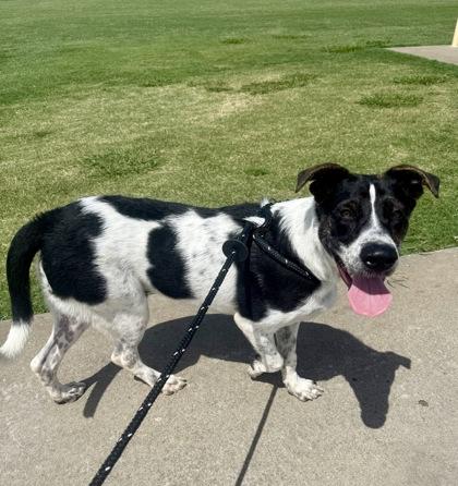 Oreo, Adoptable, Young Male Pointer & Mixed Breed.