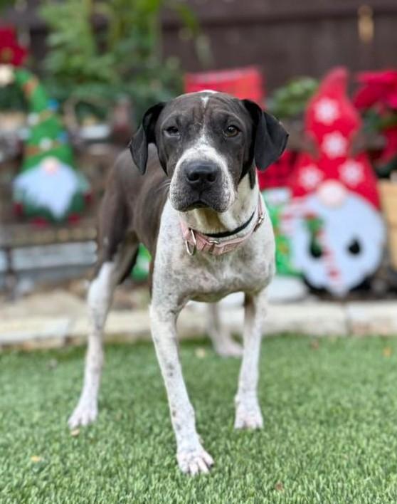 Tina, ADOPTABLE, Young Female German Shorthaired Pointer.