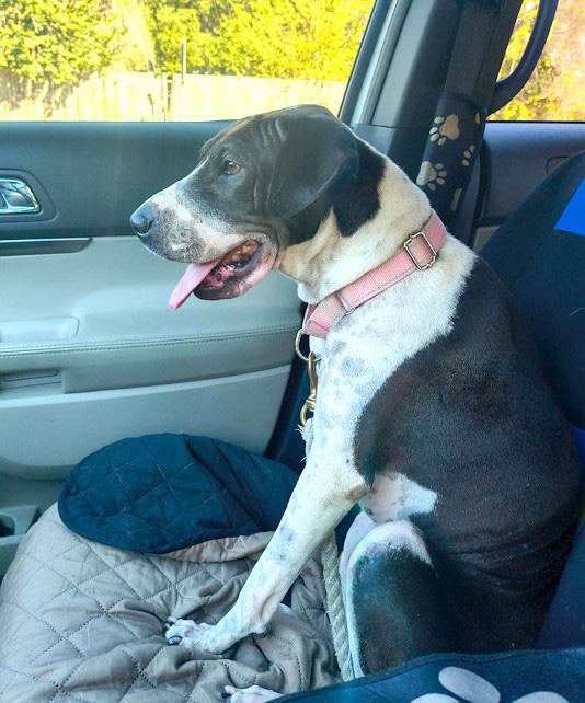 Enlarge Tina, a ADOPTABLE mixed breed in Southport, CT image 2/6