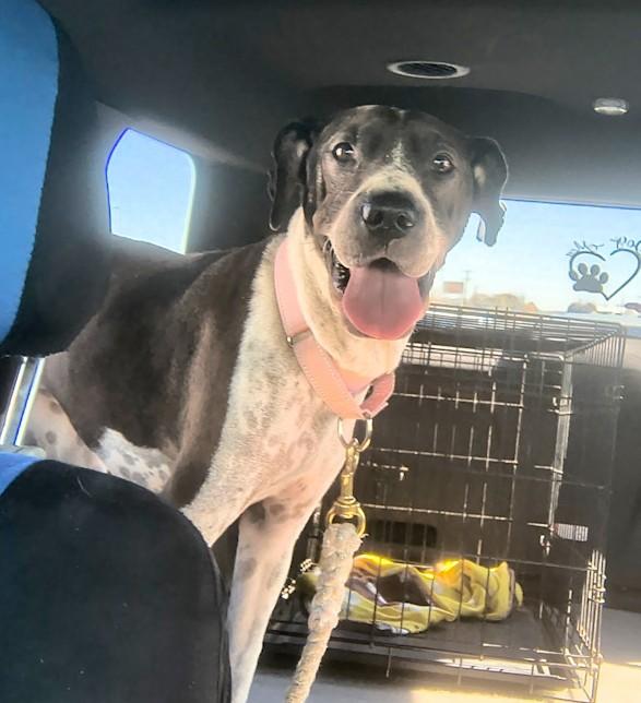 Enlarge Tina, a ADOPTABLE mixed breed in Southport, CT image 3/6