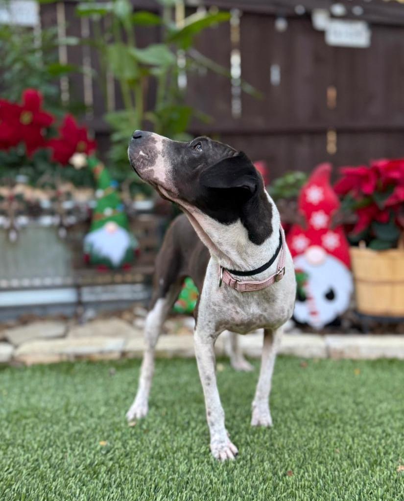 Enlarge Tina, a ADOPTABLE mixed breed in Southport, CT image 4/6