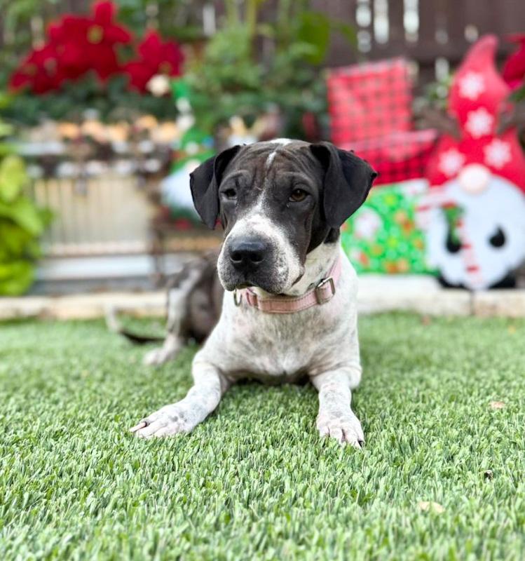 Enlarge Tina, a ADOPTABLE mixed breed in Southport, CT image 5/6