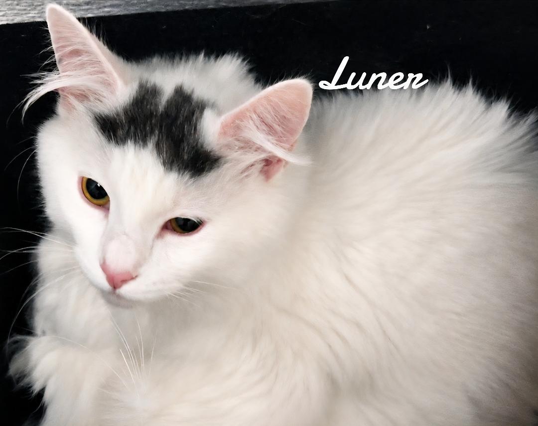 Luner&Sky, Adoptable, Young Male Domestic Medium Hair.