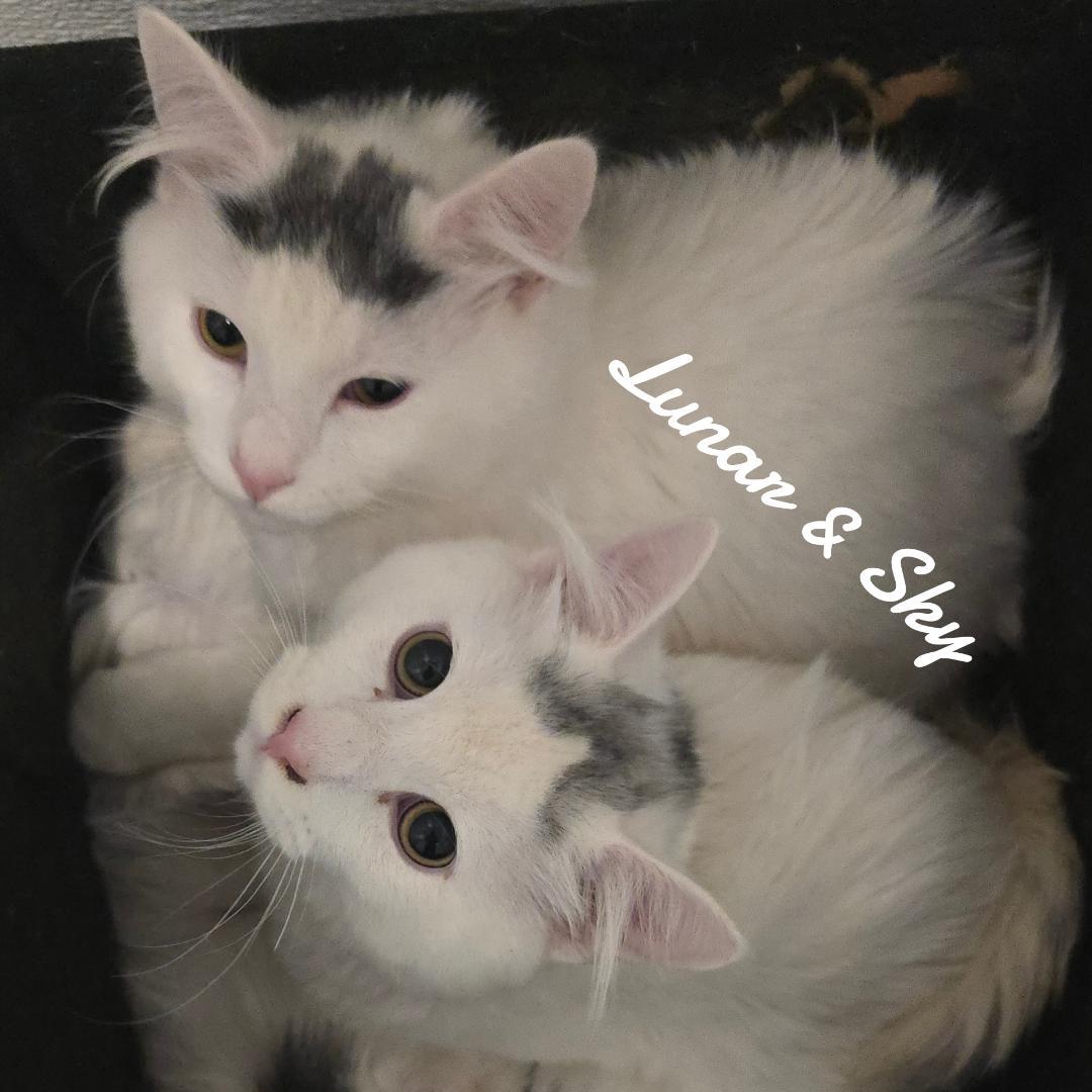 Luner&Sky, Adoptable, Young Male Domestic Medium Hair.