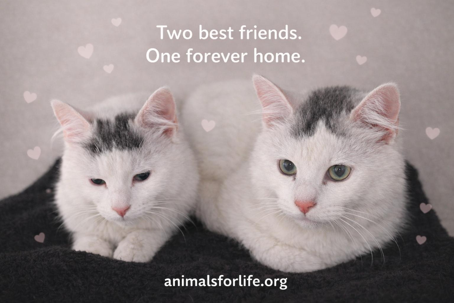 Enlarge Luner&Sky, a Adoptable Domestic Medium Hair in Naugatuck, CT image 2/2