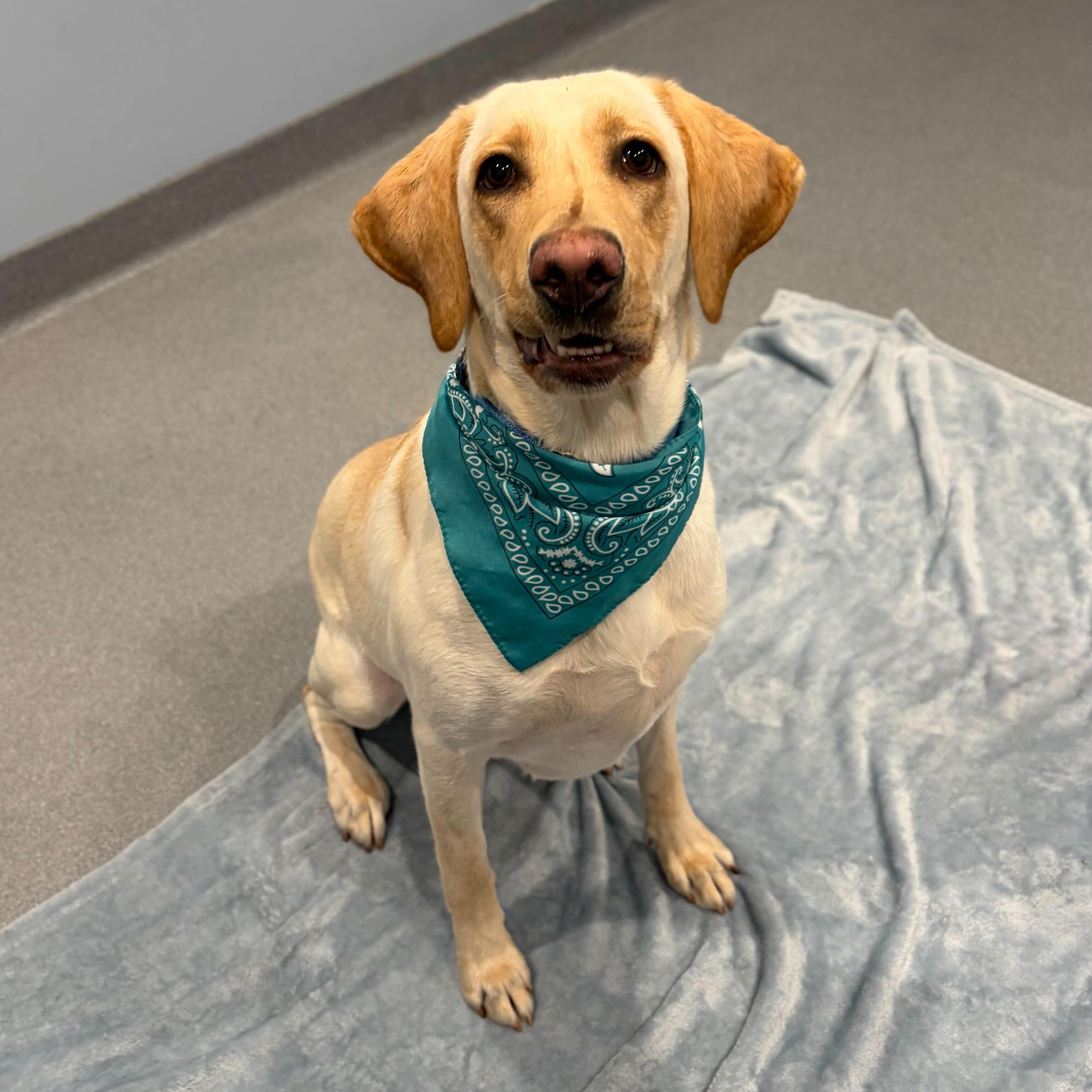 Enlarge Terra , an adopted mixed breed in Canal Winchester, OH image 4/5