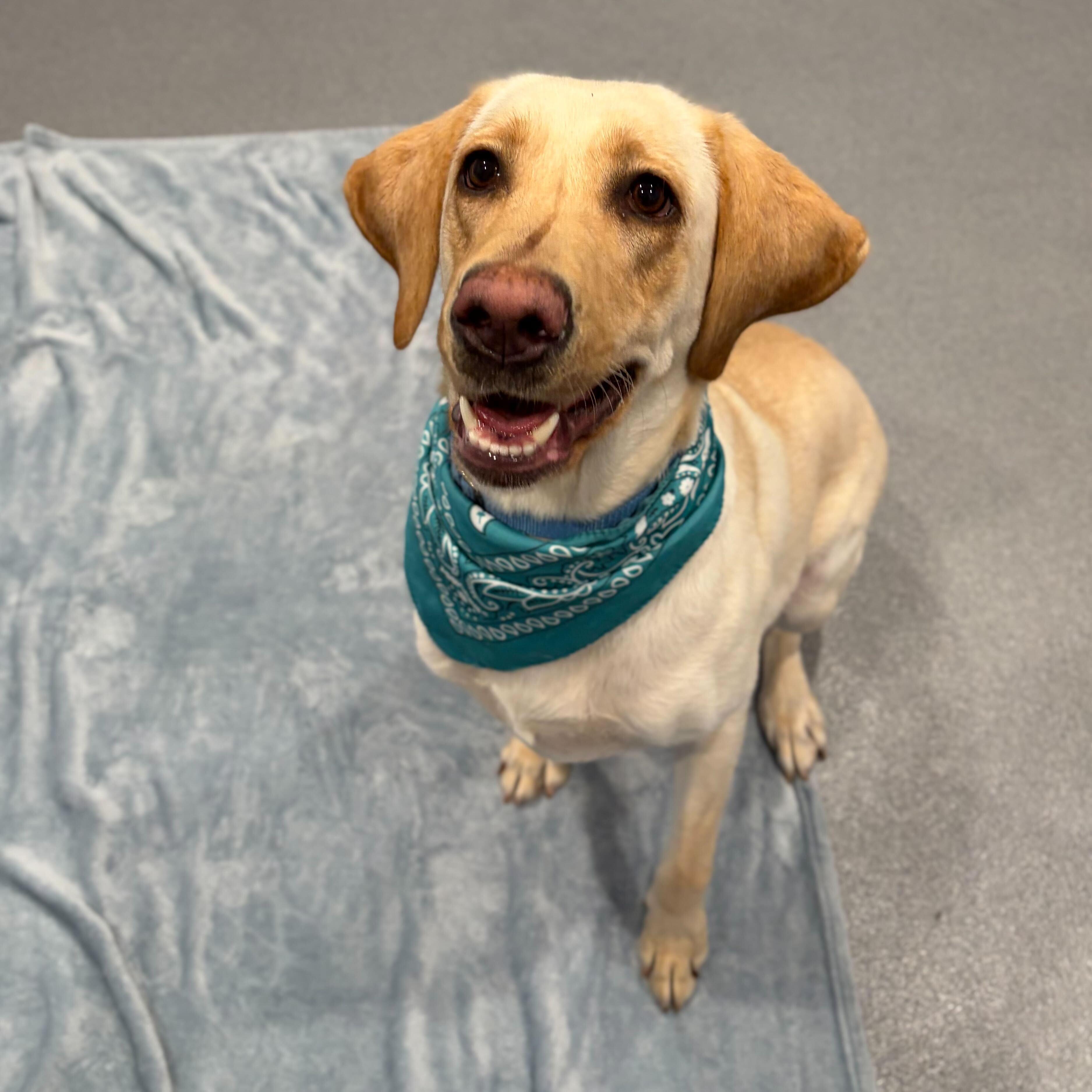 Enlarge Terra , an adopted mixed breed in Canal Winchester, OH image 5/5