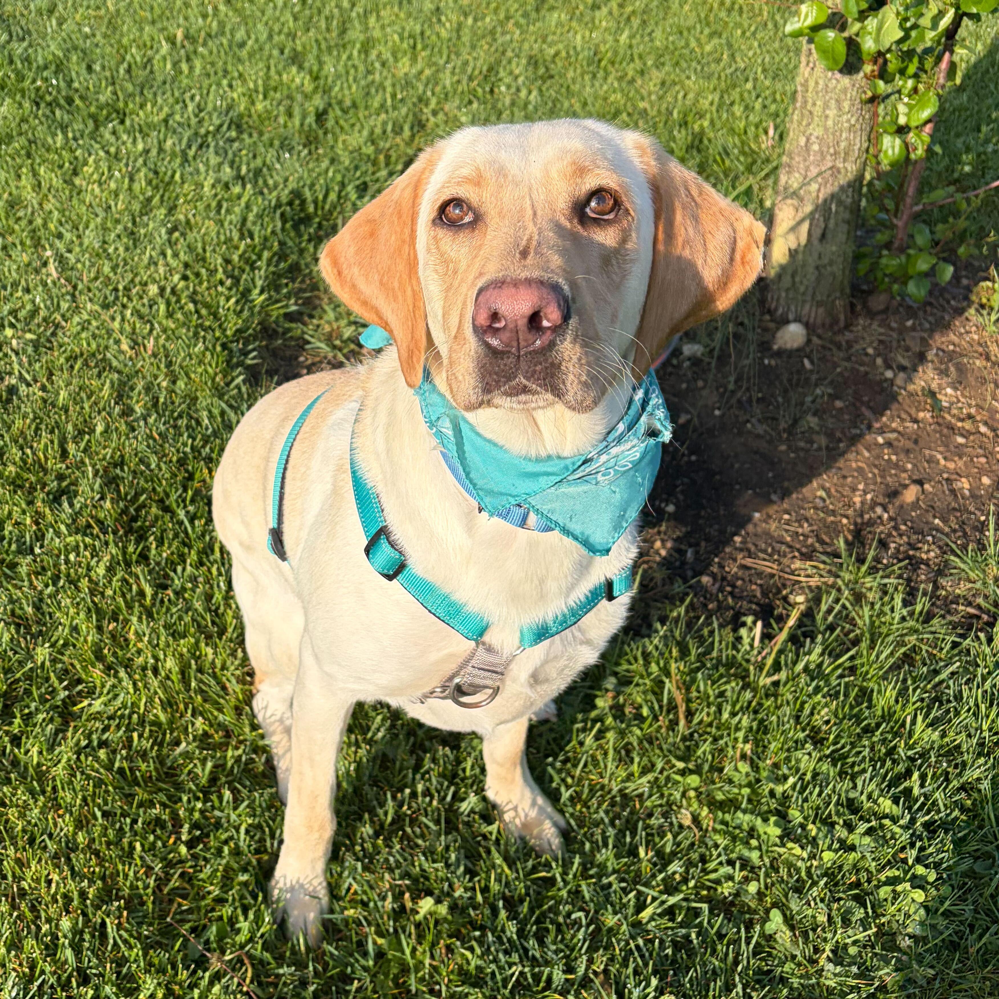 Enlarge Terra , an adopted mixed breed in Canal Winchester, OH image 3/5