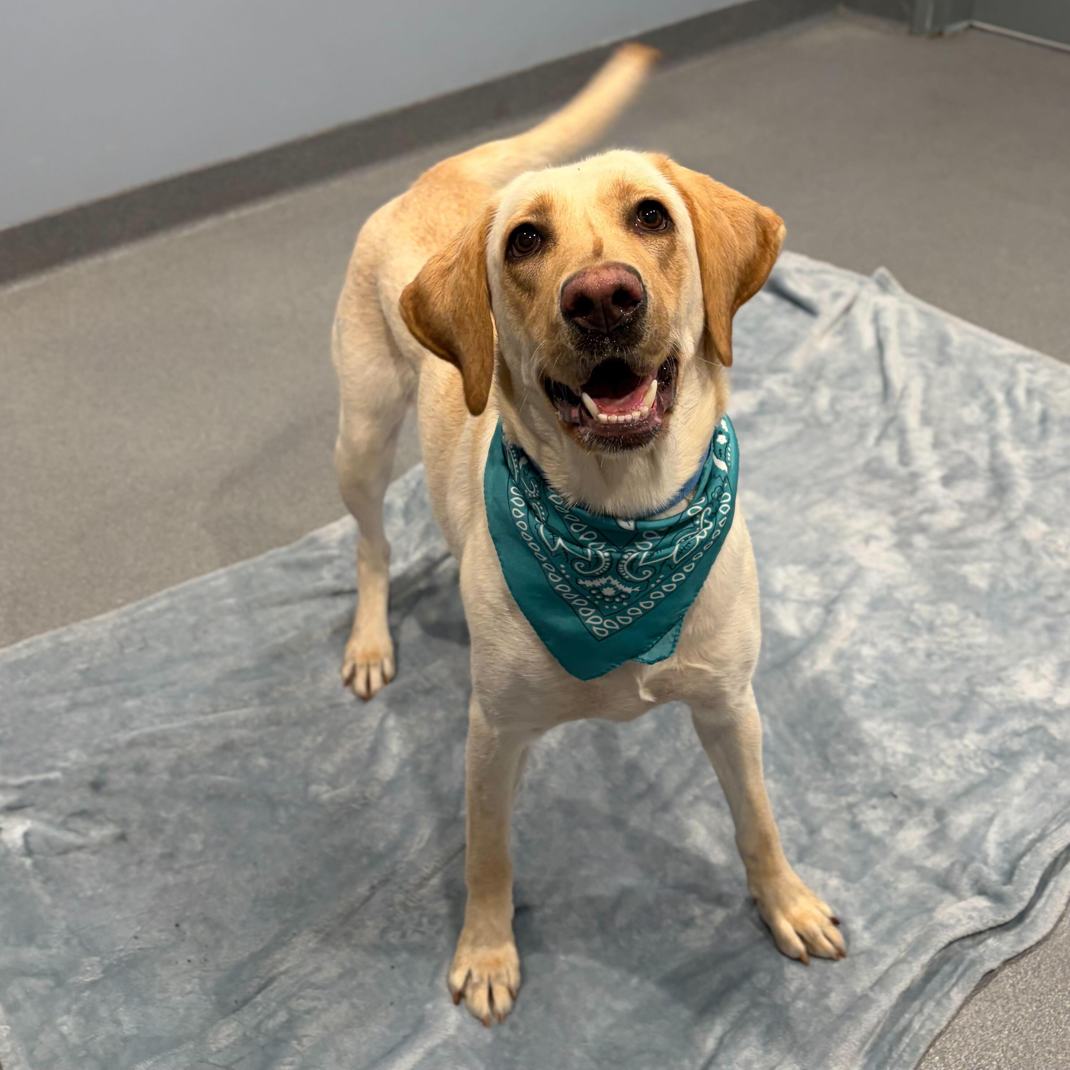 Enlarge Terra , an adopted mixed breed in Canal Winchester, OH image 2/5