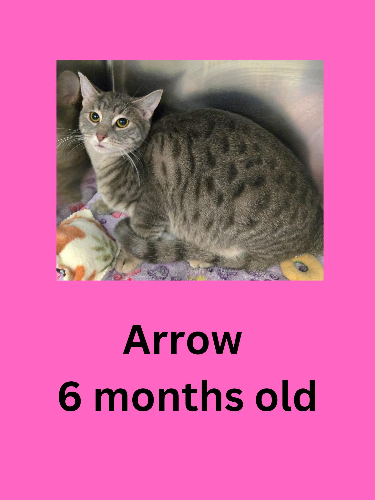 Arrow, ADOPTABLE, Young Female Domestic Short Hair.