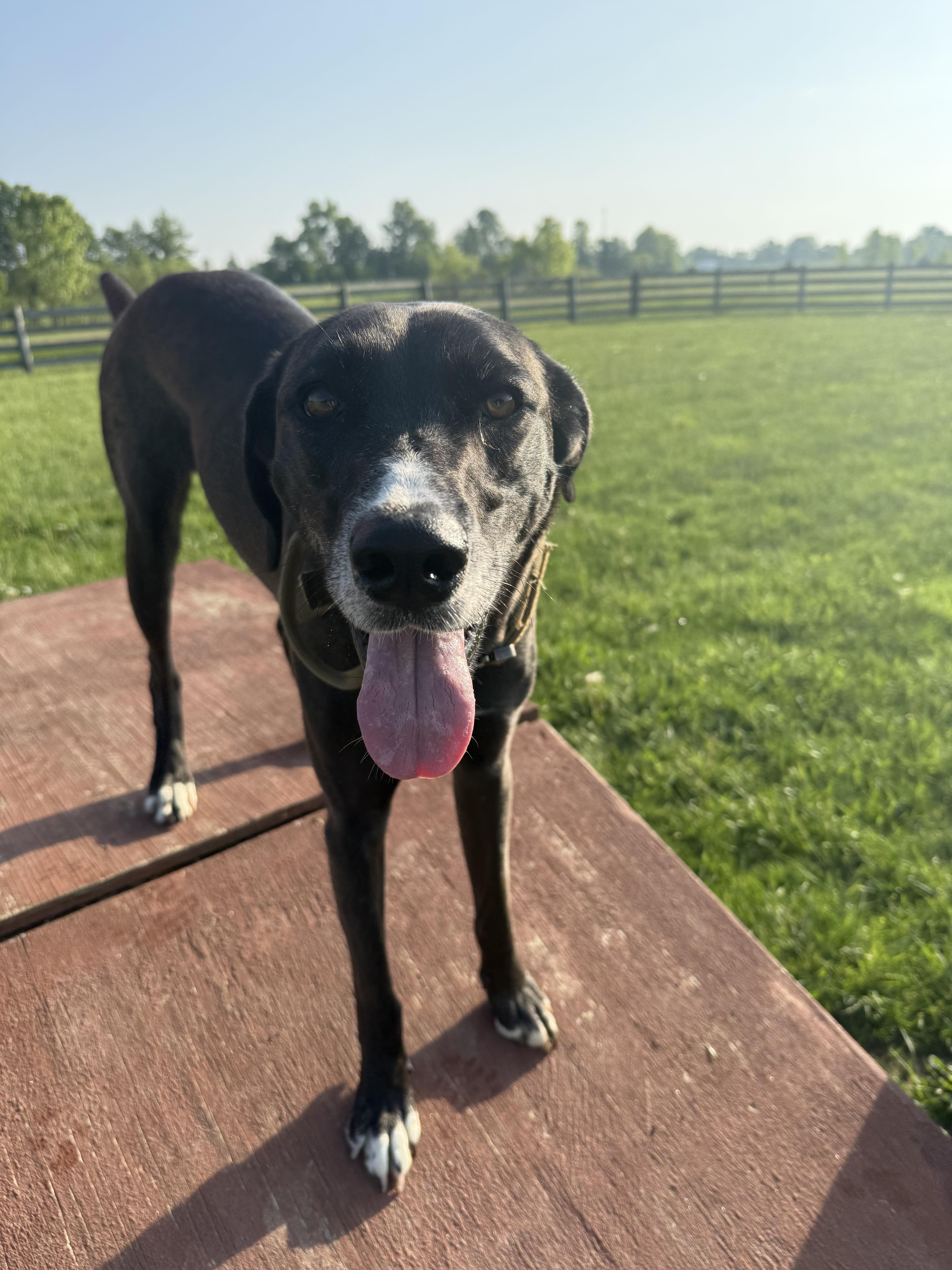 Enlarge Clove - 100% Sponsored Adoption - In Foster, a Adoptable mixed breed in West Jefferson, OH image 4/5