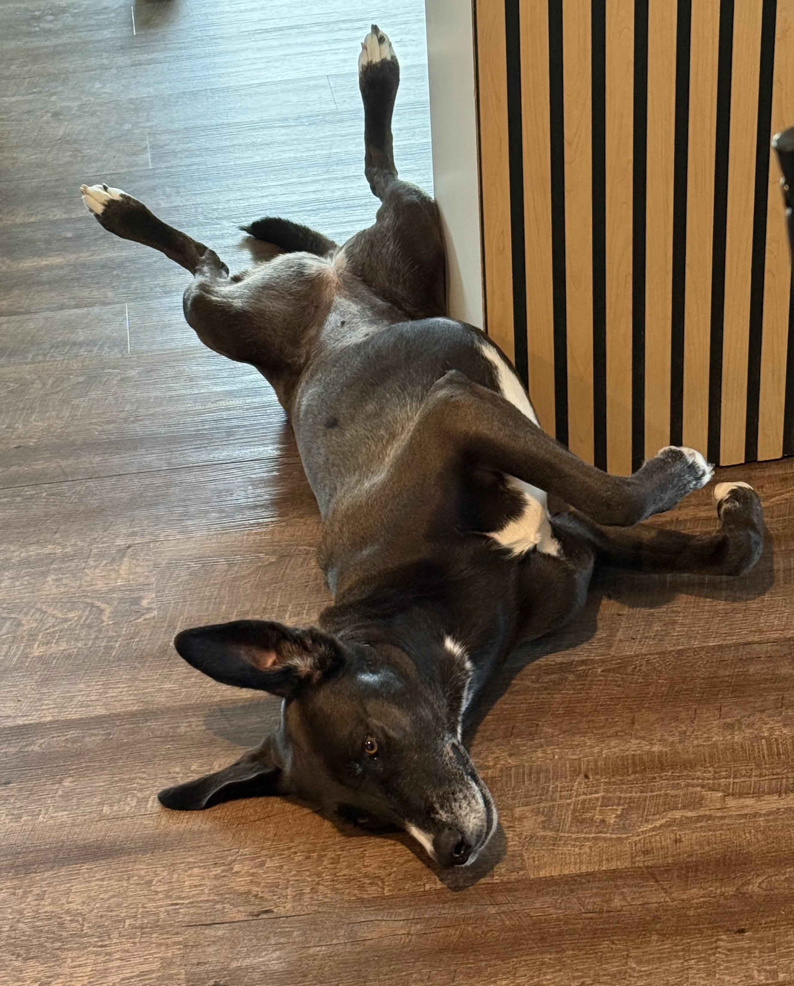 Clove, Adoptable, Adult Female Great Dane & Husky.