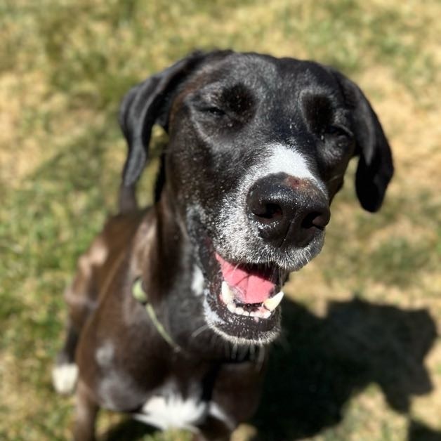 Clove - 100% Sponsored Adoption - In Foster, a Adoptable mixed breed in West Jefferson, OH image 4/5