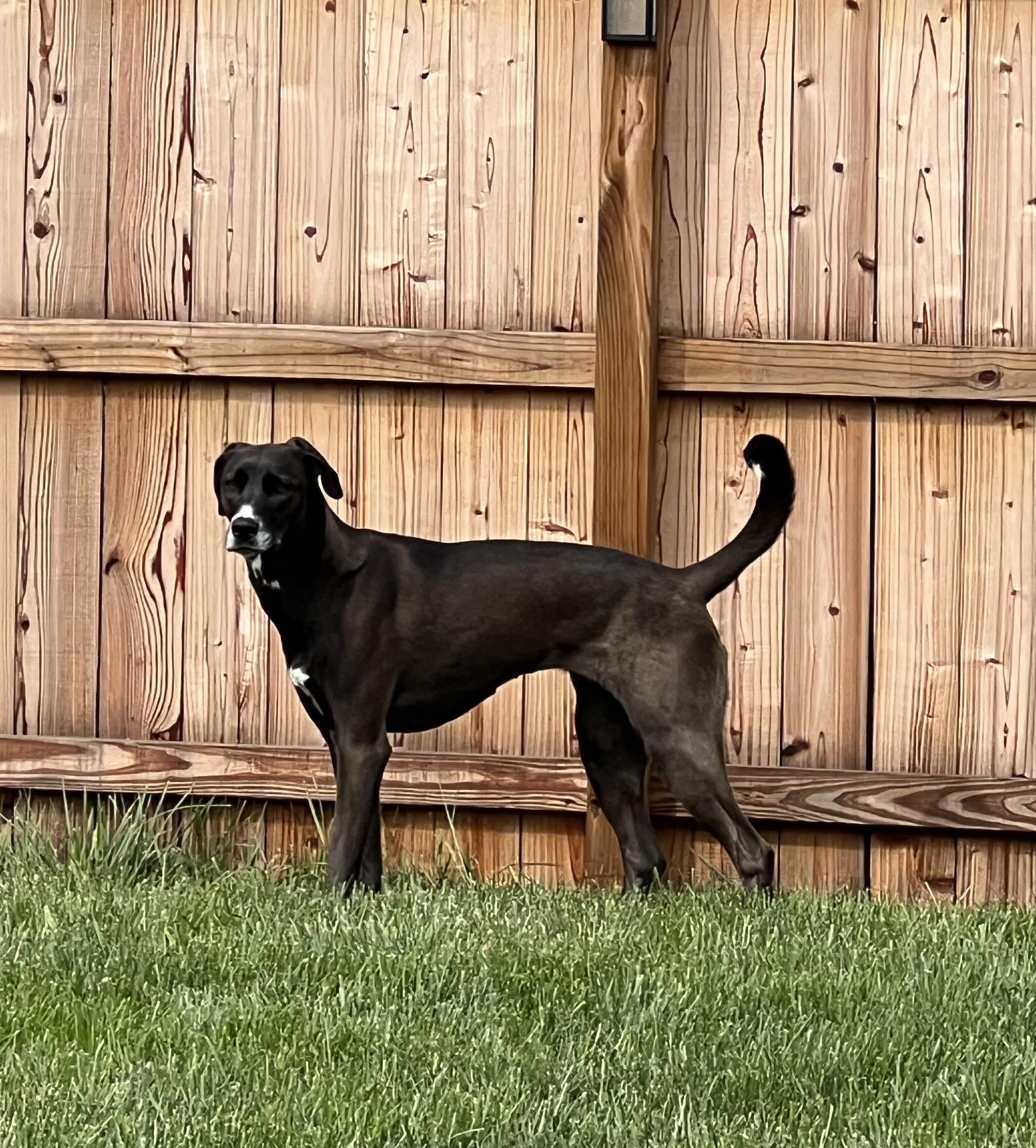 Enlarge Clove - 100% Sponsored Adoption - In Foster, a Adoptable mixed breed in West Jefferson, OH image 5/5