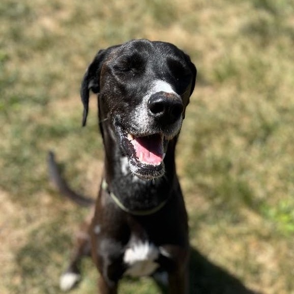 Clove - 100% Sponsored Adoption - In Foster, a Adoptable mixed breed in West Jefferson, OH image 5/5