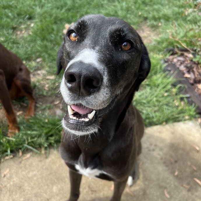 Clove - 100% Sponsored Adoption - In Foster, Adoptable, Adult Female Great Dane & Husky.
