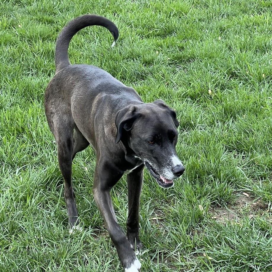 Clove - 100% Sponsored Adoption - In Foster, a Adoptable mixed breed in West Jefferson, OH image 3/5