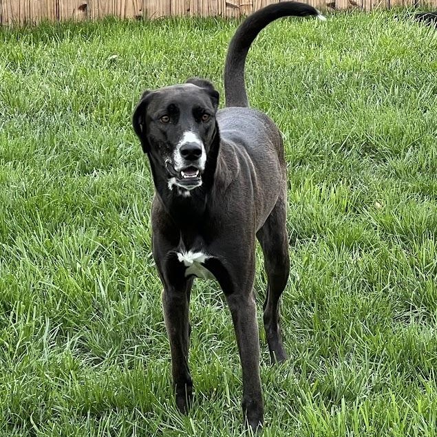 Clove - 100% Sponsored Adoption - In Foster, a Adoptable mixed breed in West Jefferson, OH image 2/5