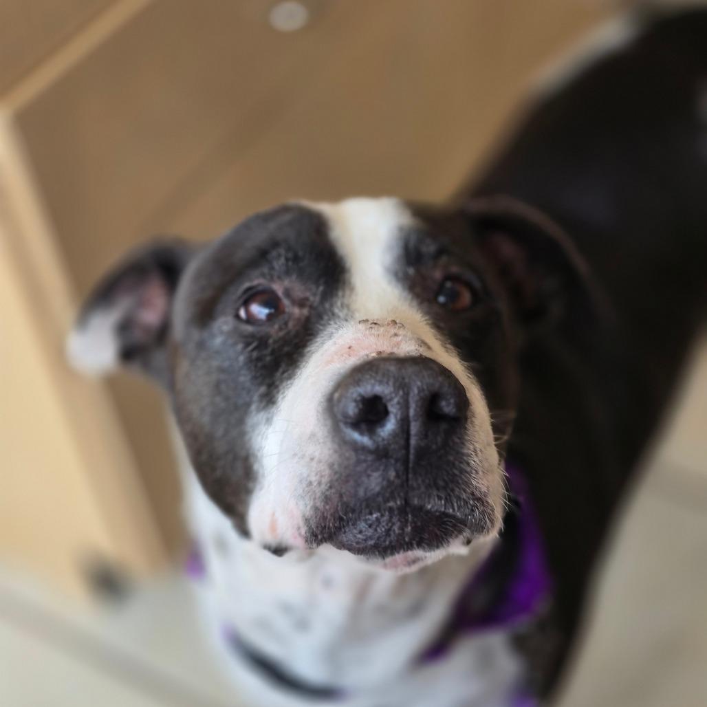 Daisy, Adoptable, Senior Female Mixed Breed.